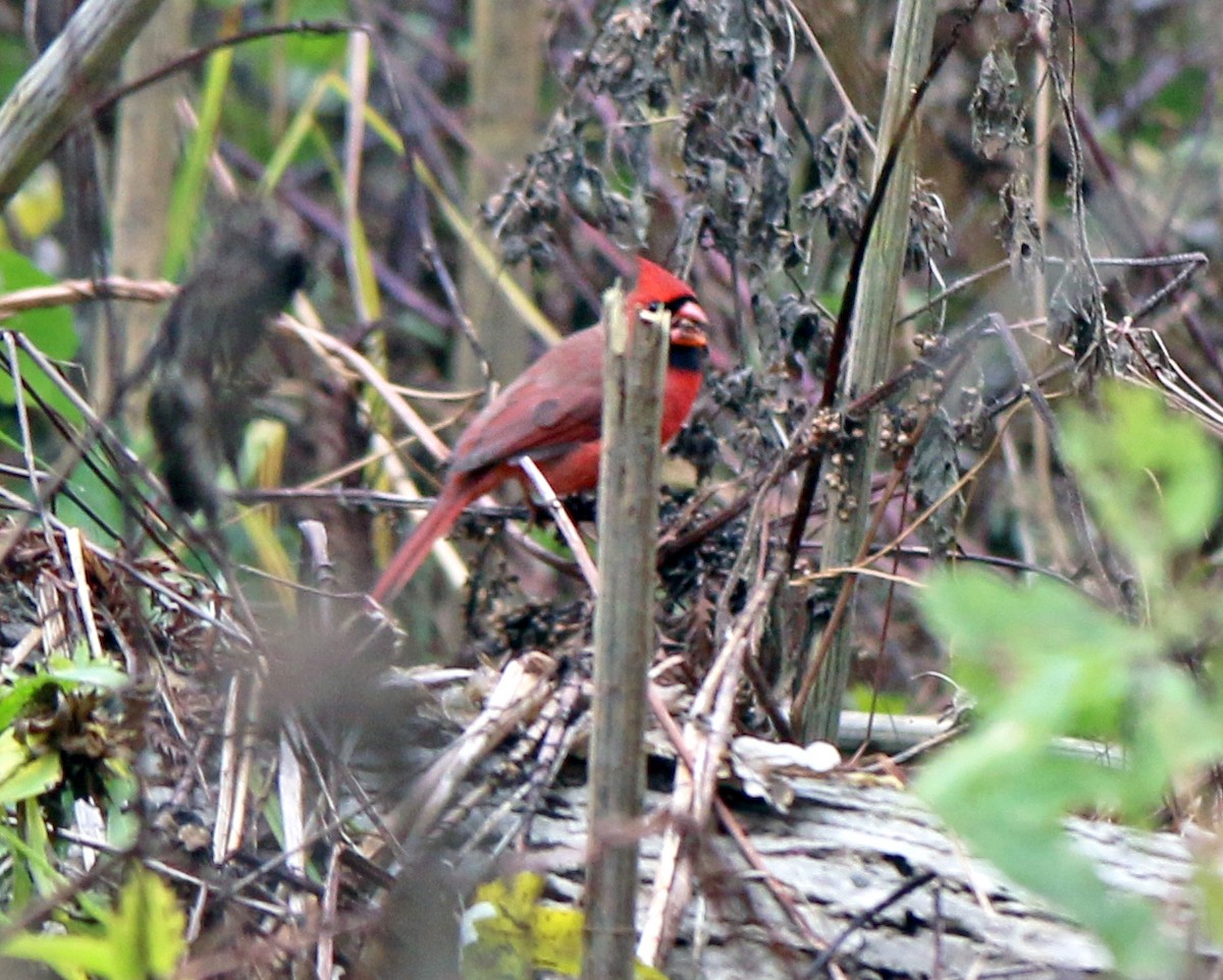 Northern Cardinal - Shilo McDonald