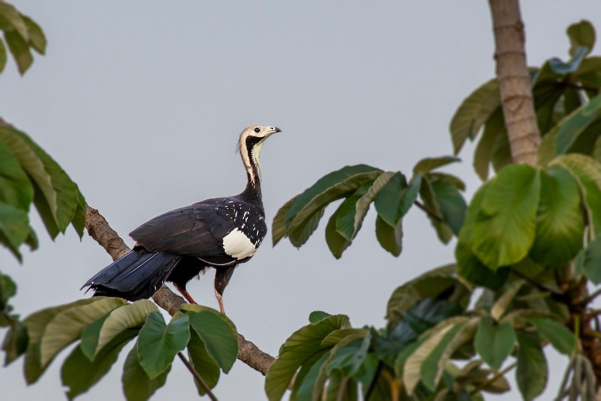 White-throated Piping-Guan - ML185213201