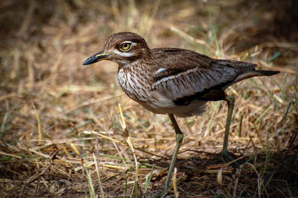 Water Thick-knee - Alistair Routledge