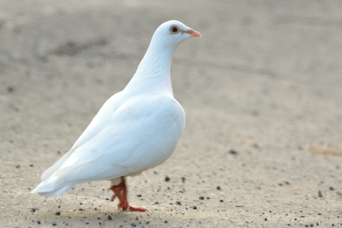 Rock Pigeon (Feral Pigeon) - ML185214541