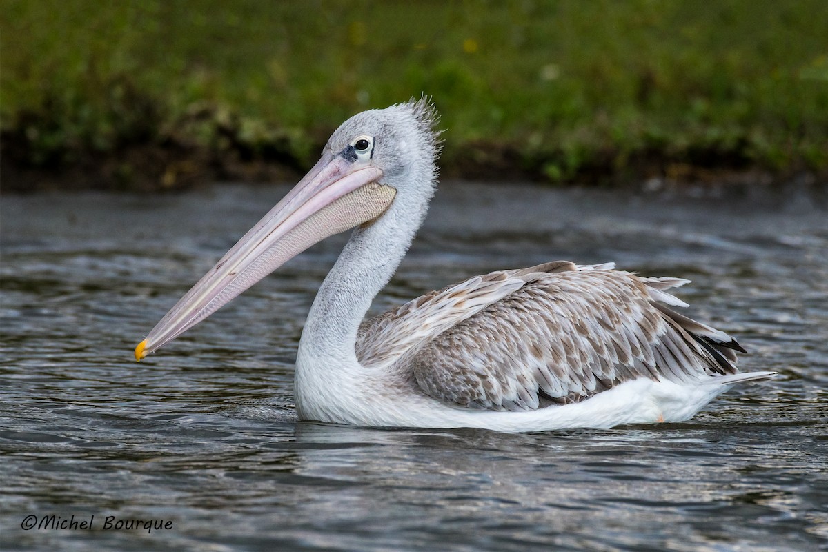 Pink-backed Pelican - ML185215841