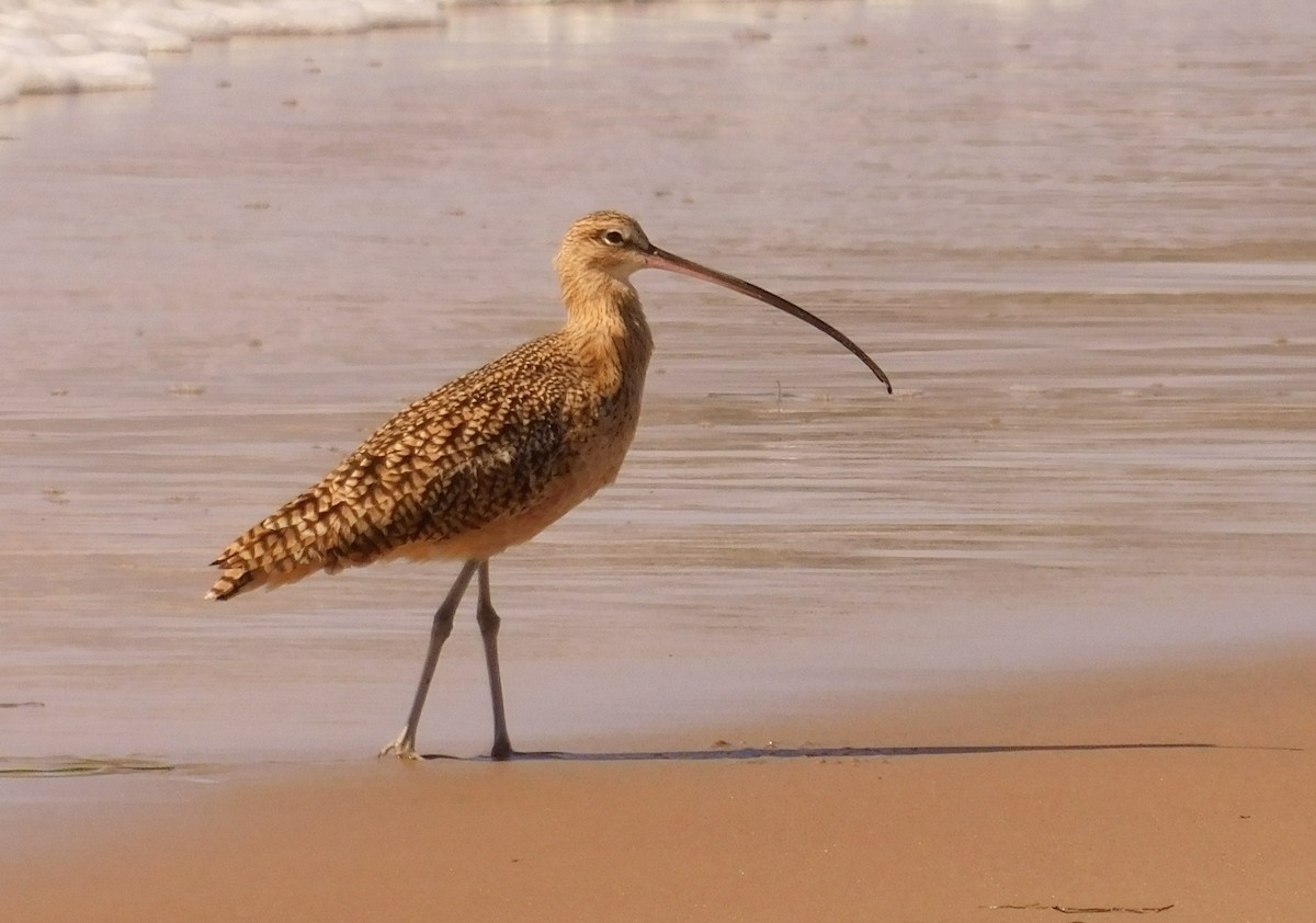 Long-billed Curlew - Danette Perez