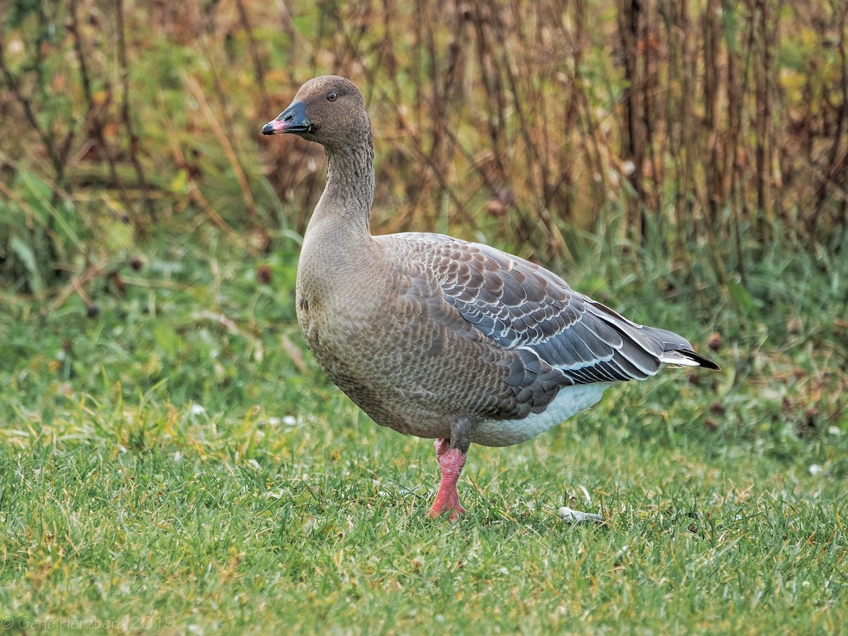 Pink-footed Goose - Gene Herzberg