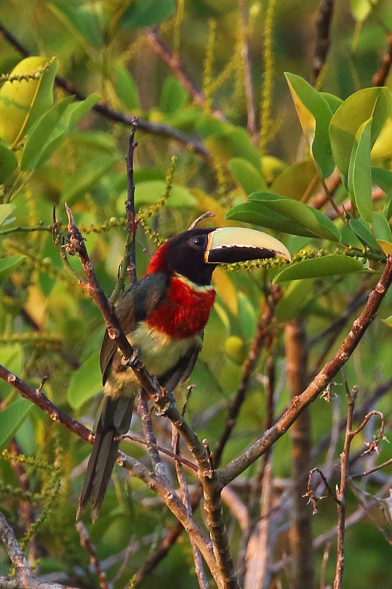 Red-necked Aracari (Western) - ML185223051