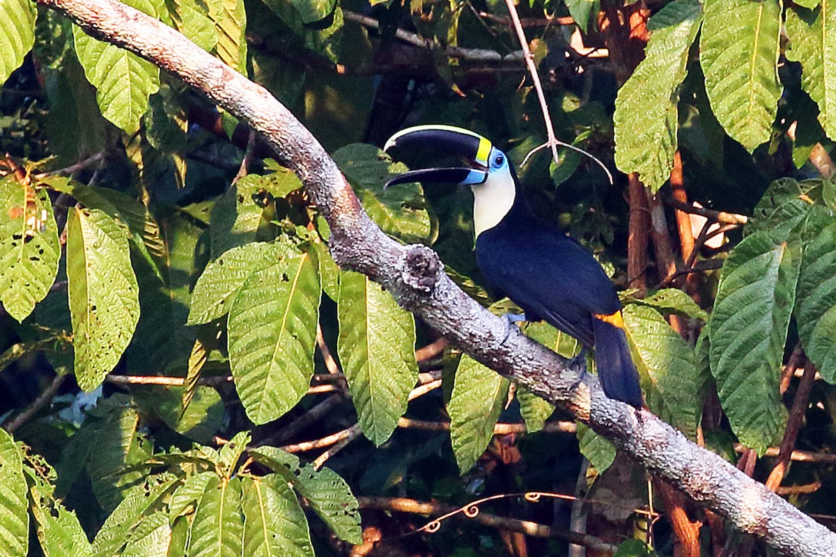 White-throated Toucan (Cuvier's) - ML185223211