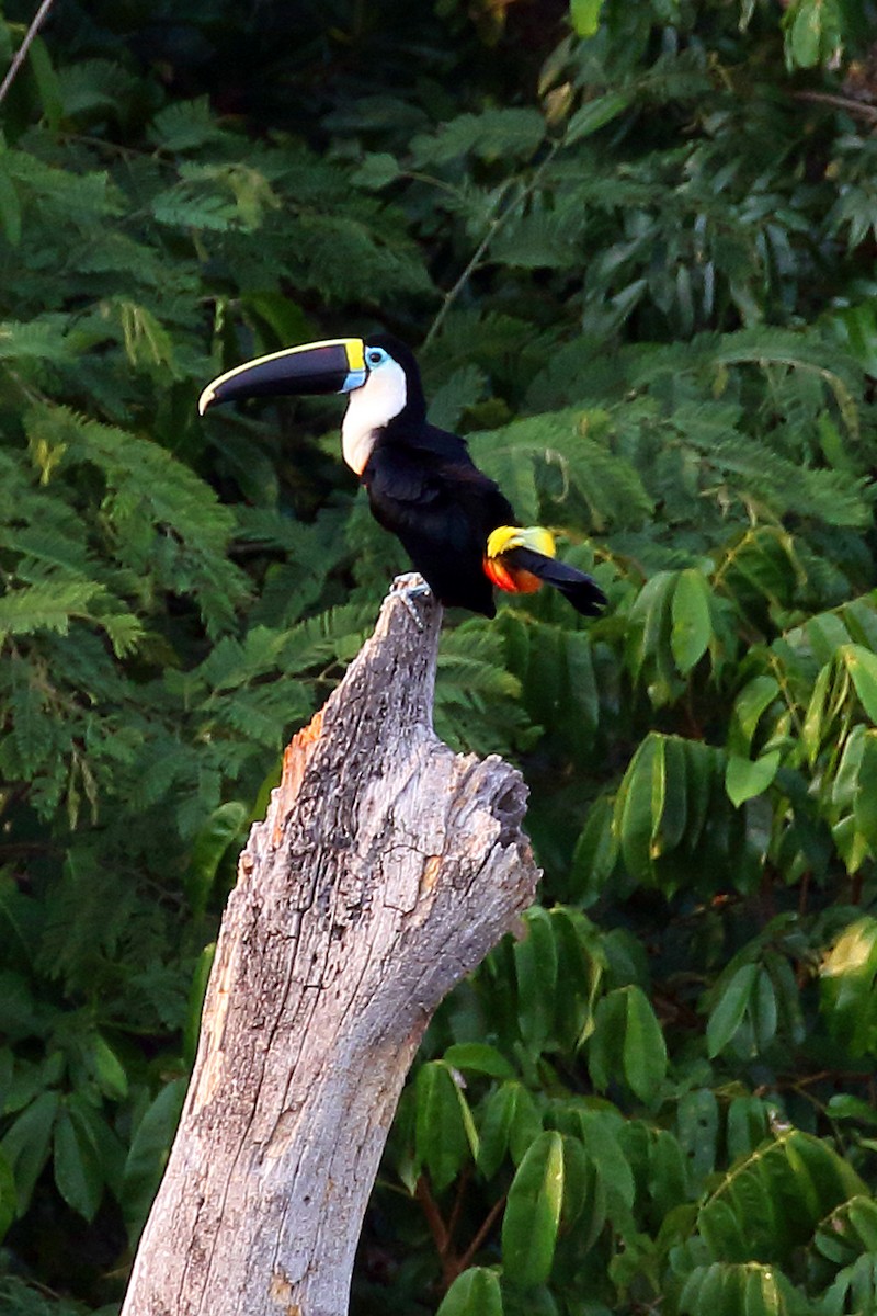 White-throated Toucan (Cuvier's) - ML185223721