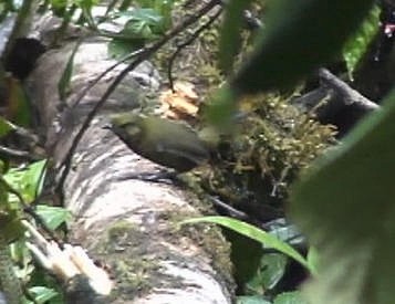 Papuan Whipbird - ML185226431