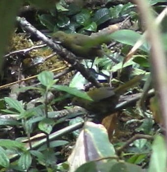 Papuan Whipbird - ML185226671