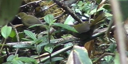 Papuan Whipbird - ML185226681
