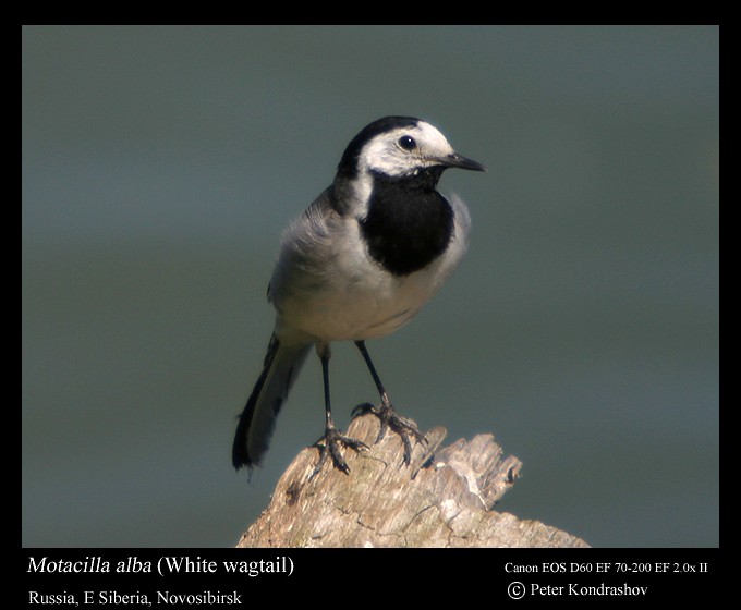 White Wagtail (White-faced) - ML185226921