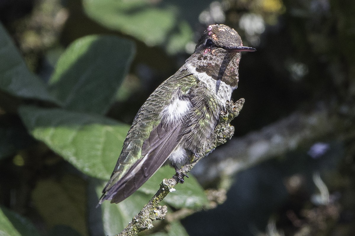 Anna's Hummingbird - ML185229831