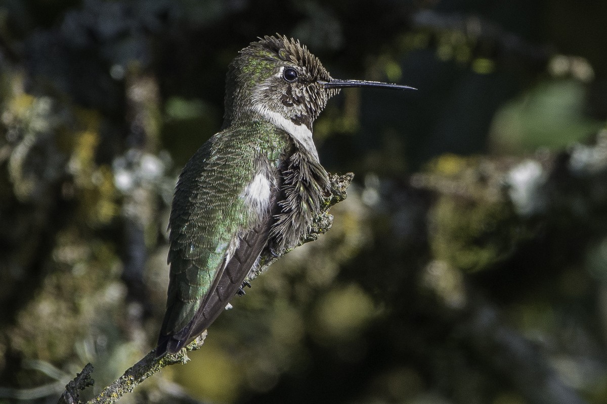 Anna's Hummingbird - Juan Miguel Artigas Azas