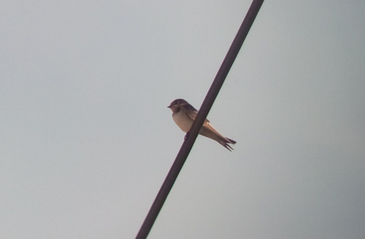 Barn Swallow - ML185233471