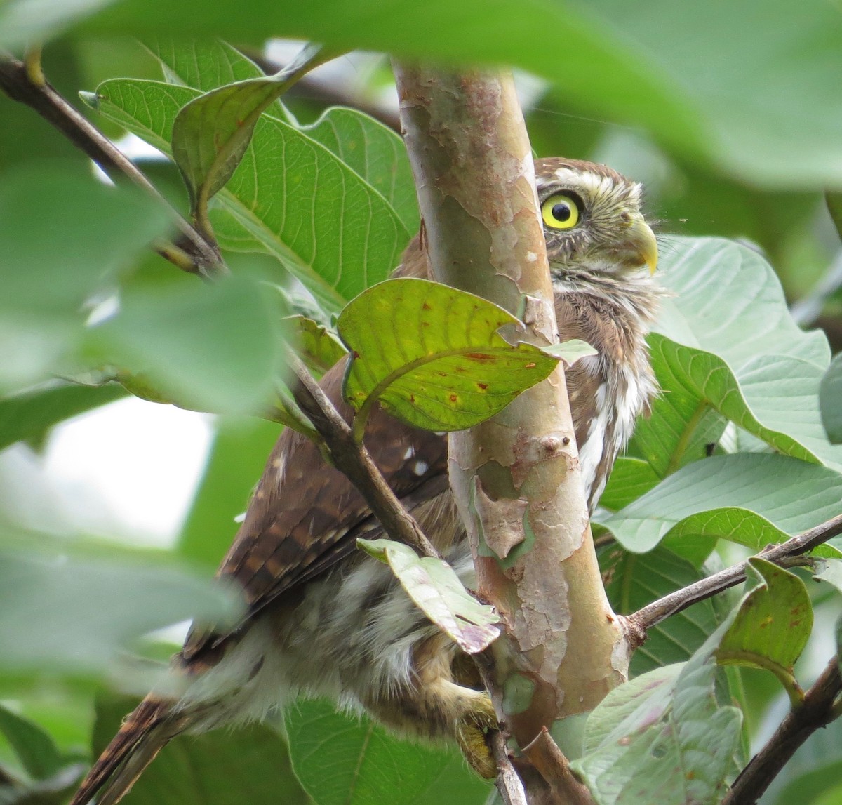 Ferruginous Pygmy-Owl - Thomas Wurster