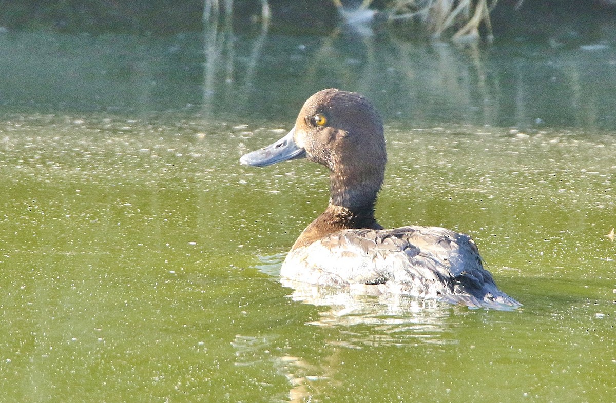 Greater Scaup - Glenn Anderson