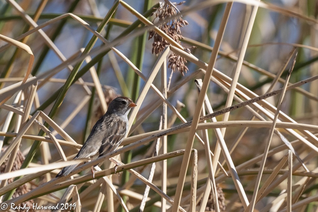 White-crowned Sparrow - ML185239991