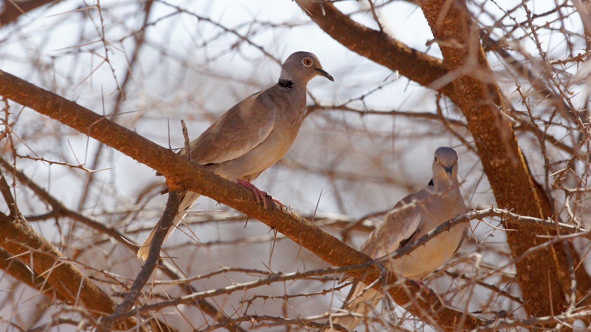 White-winged Collared-Dove - Jacek Betleja