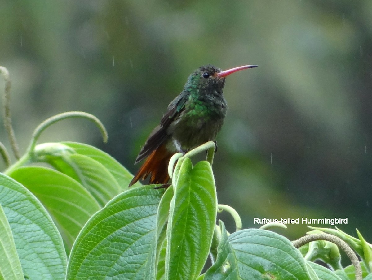 Rufous-tailed Hummingbird - Celeste Paiva