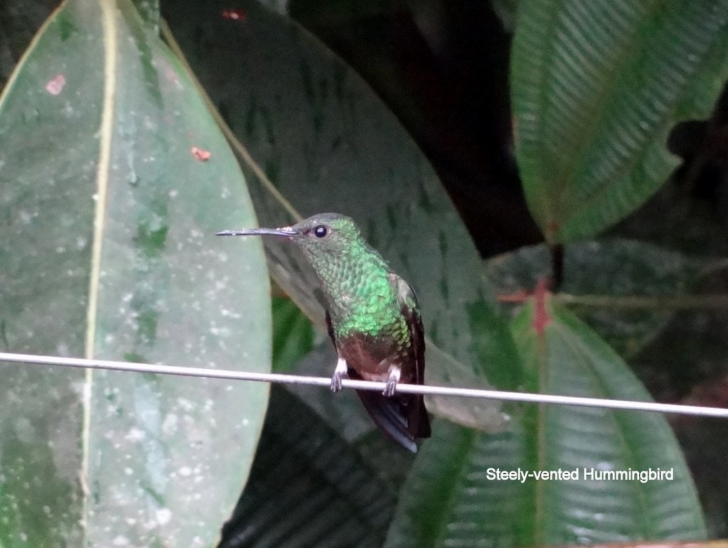 Steely-vented Hummingbird - Celeste Paiva