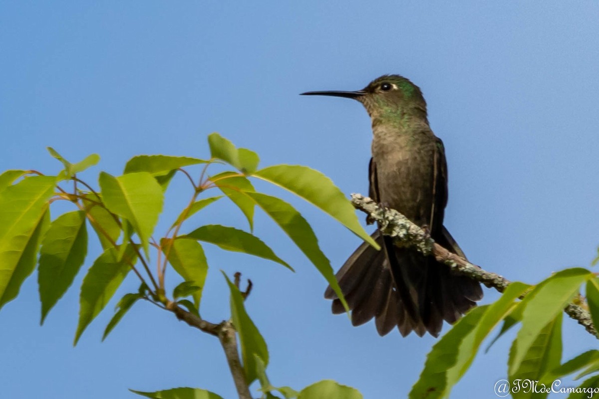 Sombre Hummingbird - ML185247351
