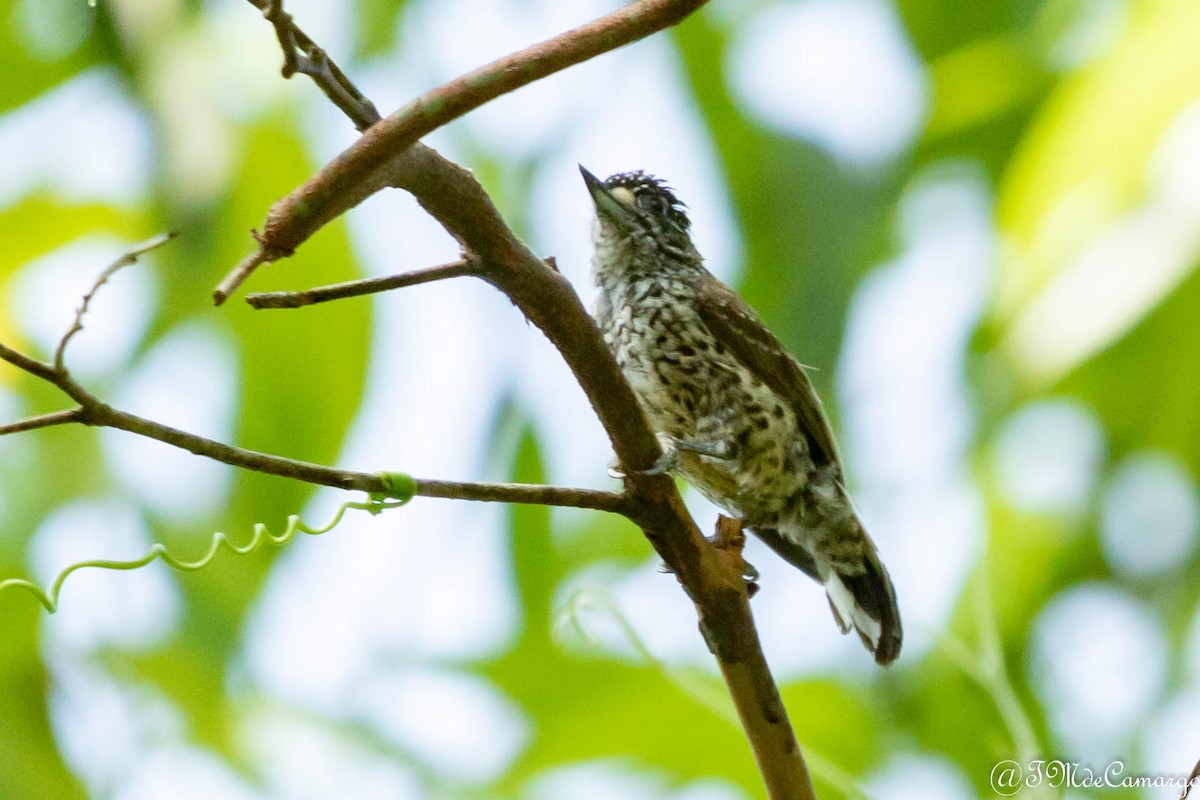 White-wedged Piculet - ML185247611