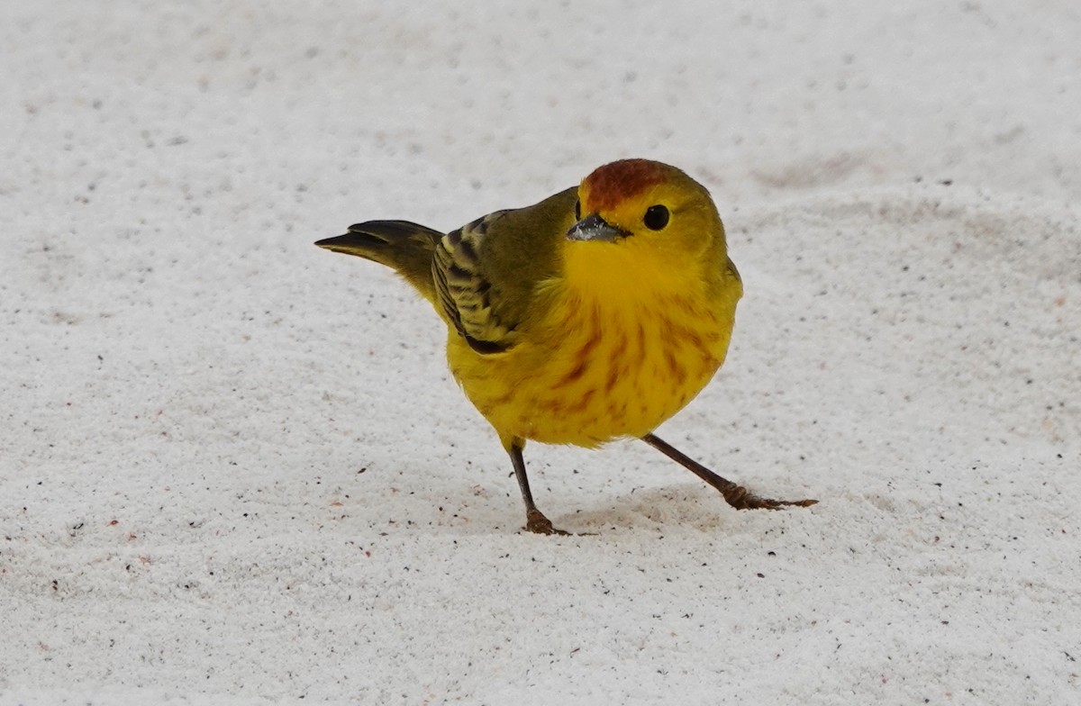 Yellow Warbler (Galapagos) - Peter Blancher