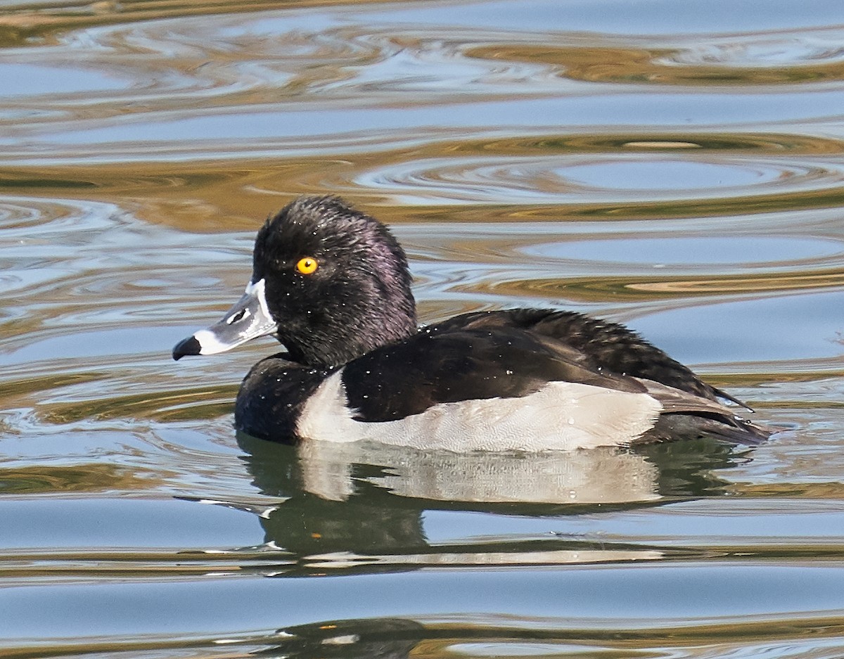 Ring-necked Duck - ML185250481