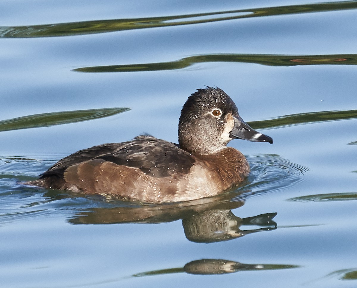 Ring-necked Duck - ML185250491