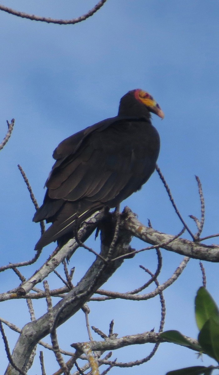 Lesser Yellow-headed Vulture - Thomas Wurster