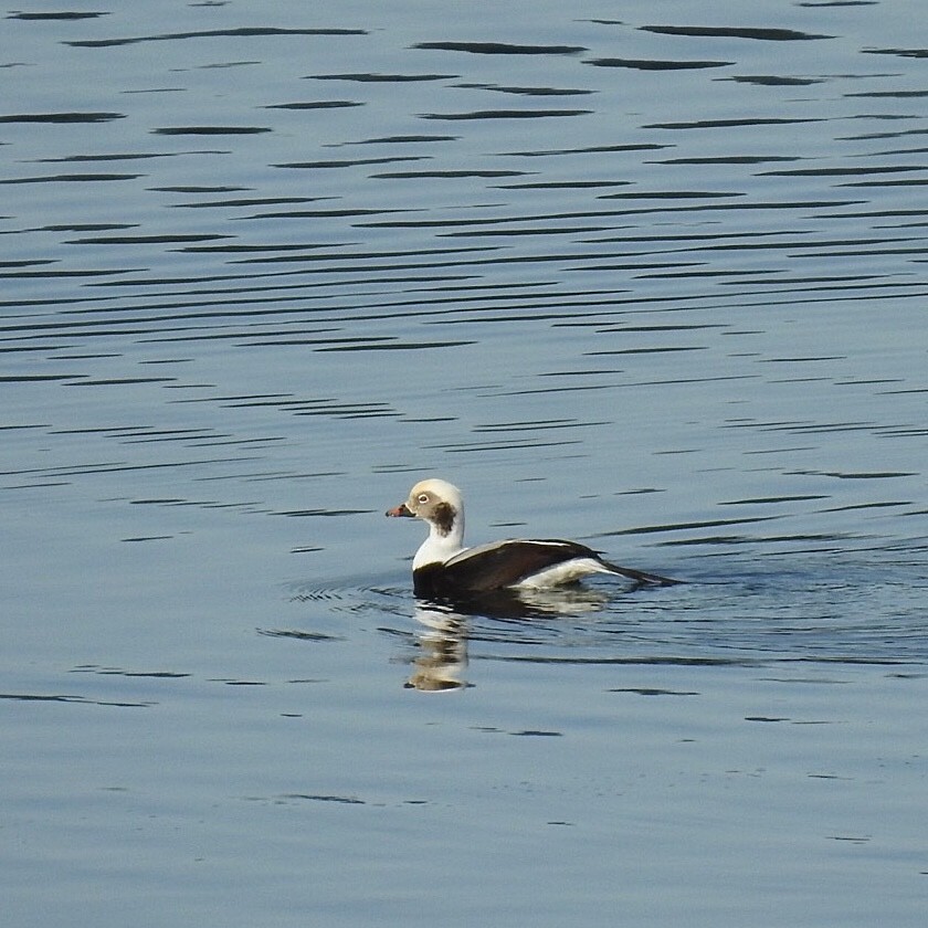 Long-tailed Duck - Susan Kirkbride