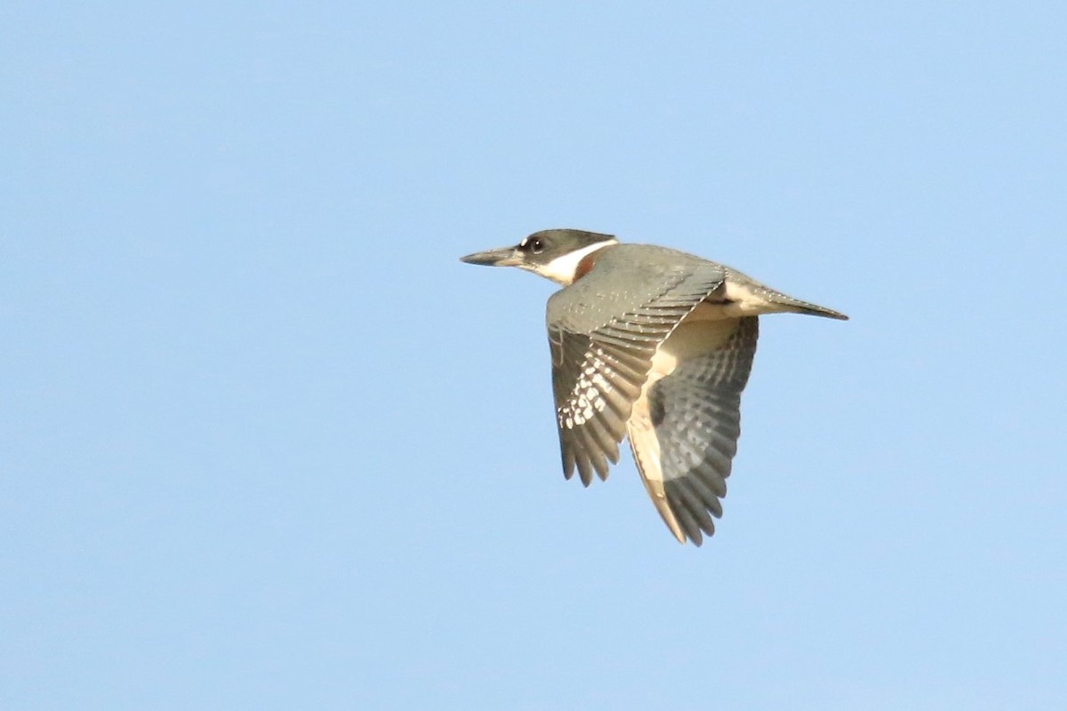 Belted Kingfisher - ML185258531