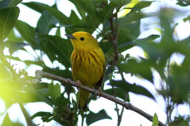 Yellow Warbler - Chris Wiley