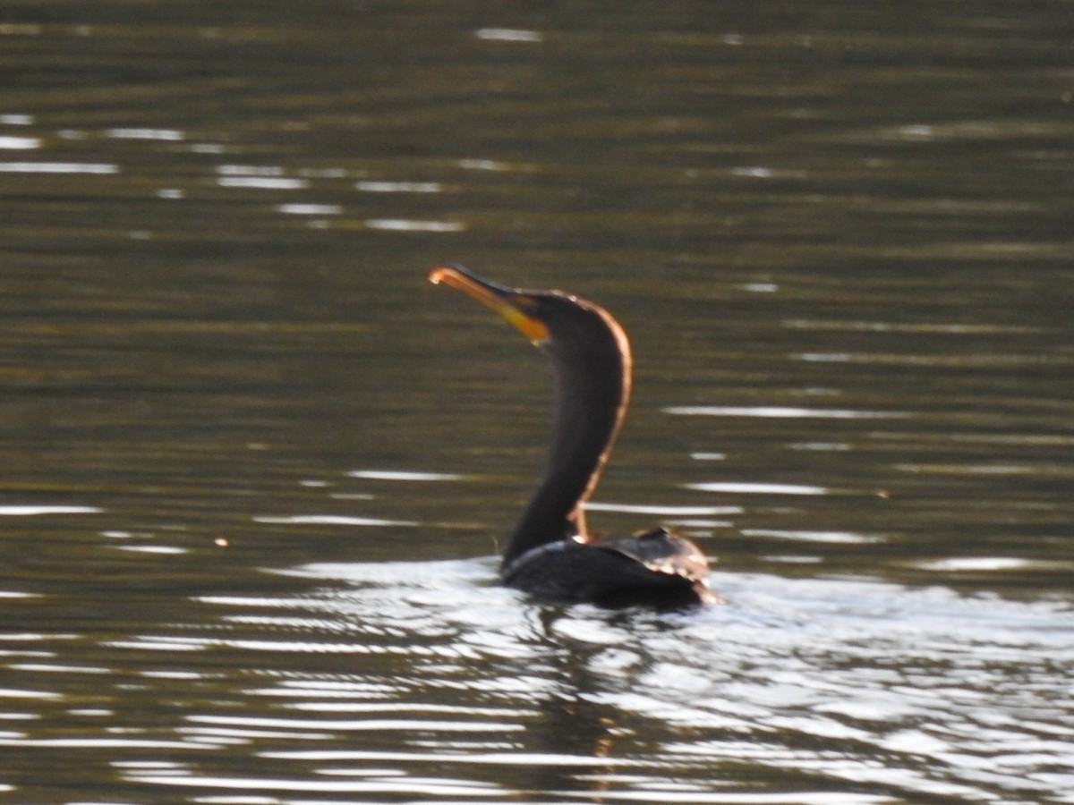 Double-crested Cormorant - Kelly Wright