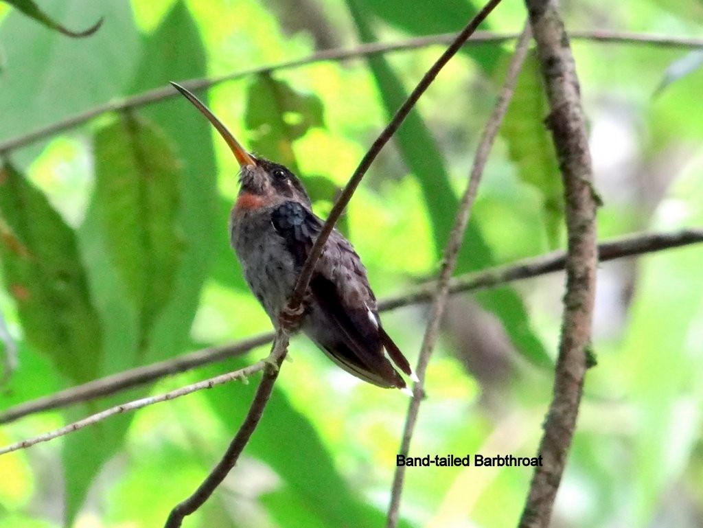 Band-tailed Barbthroat - Celeste Paiva