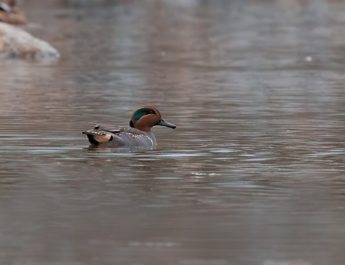 Green-winged Teal - ML185266771