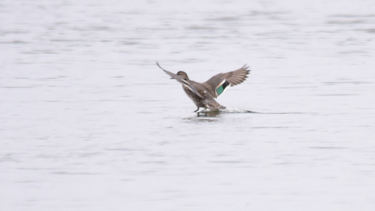 Green-winged Teal - ML185267461