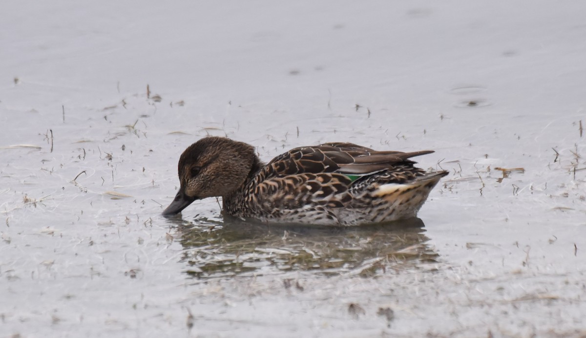 Green-winged Teal - ML185267471