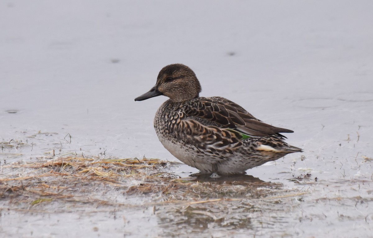 Green-winged Teal - ML185267491