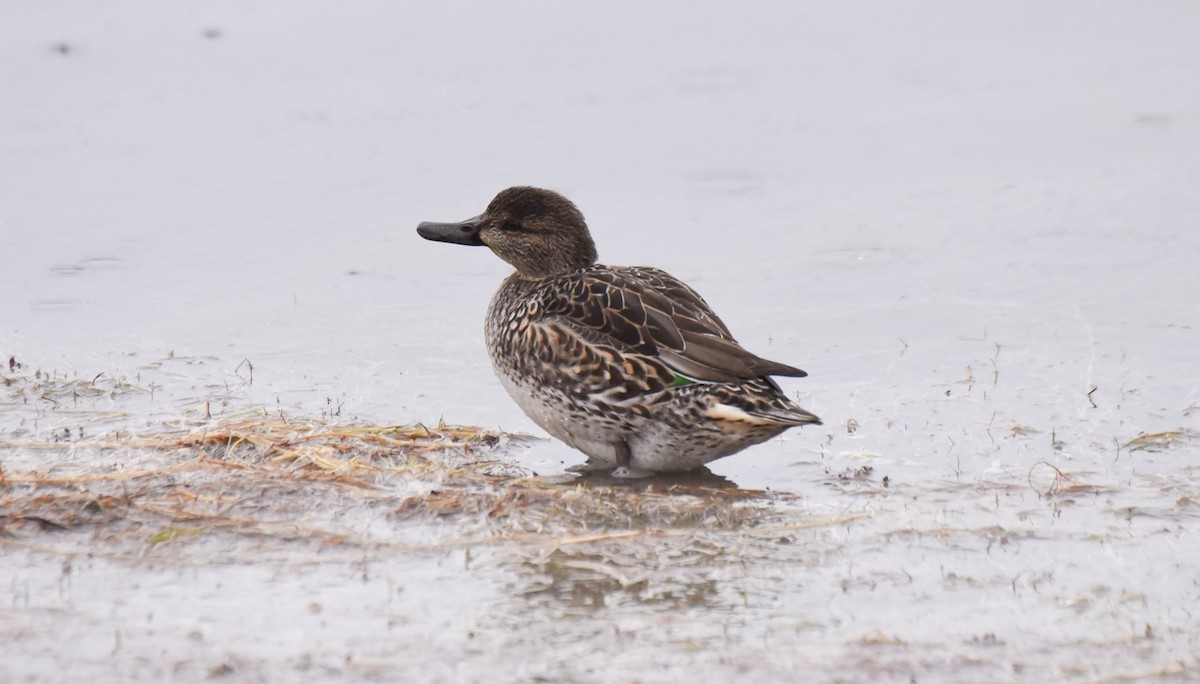 Green-winged Teal - ML185267501