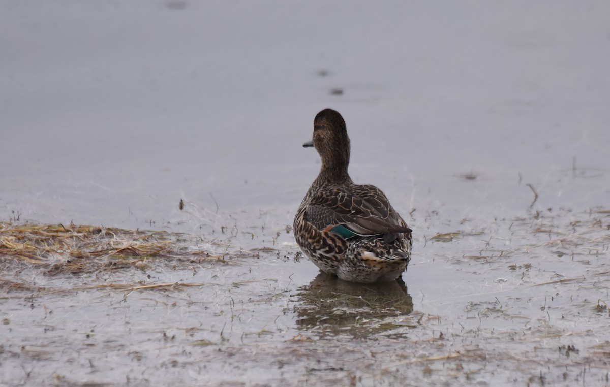 Green-winged Teal - ML185267511