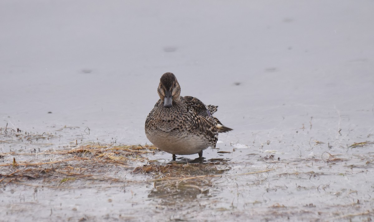 Green-winged Teal - ML185267561
