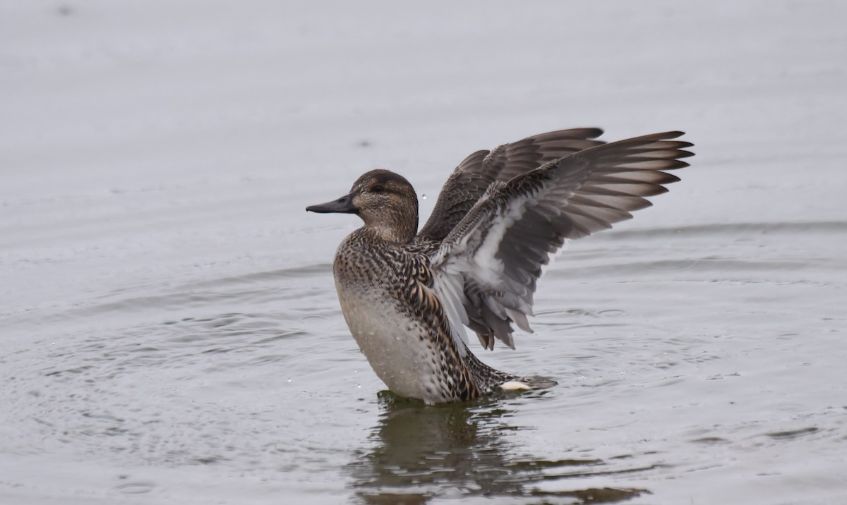 Green-winged Teal - ML185267581