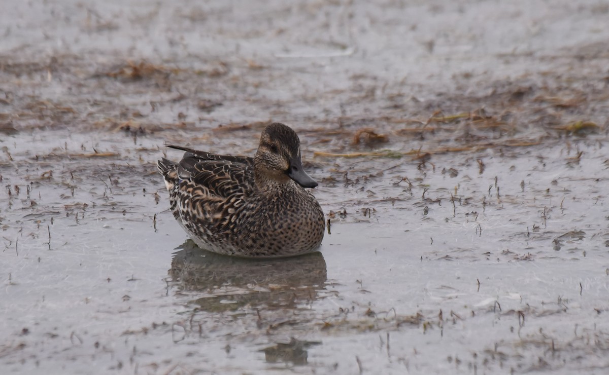 Green-winged Teal - ML185267591