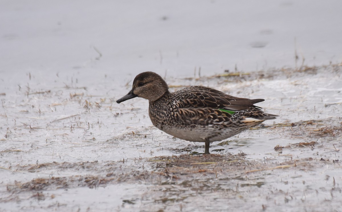 Green-winged Teal - ML185267681