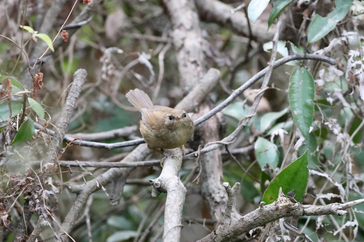 Brownish-flanked Bush Warbler - ML185267941