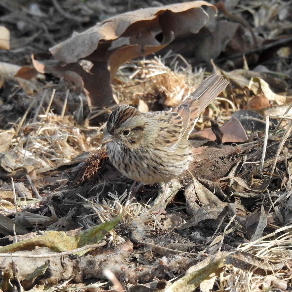 Lincoln's Sparrow - Charlotte Morris