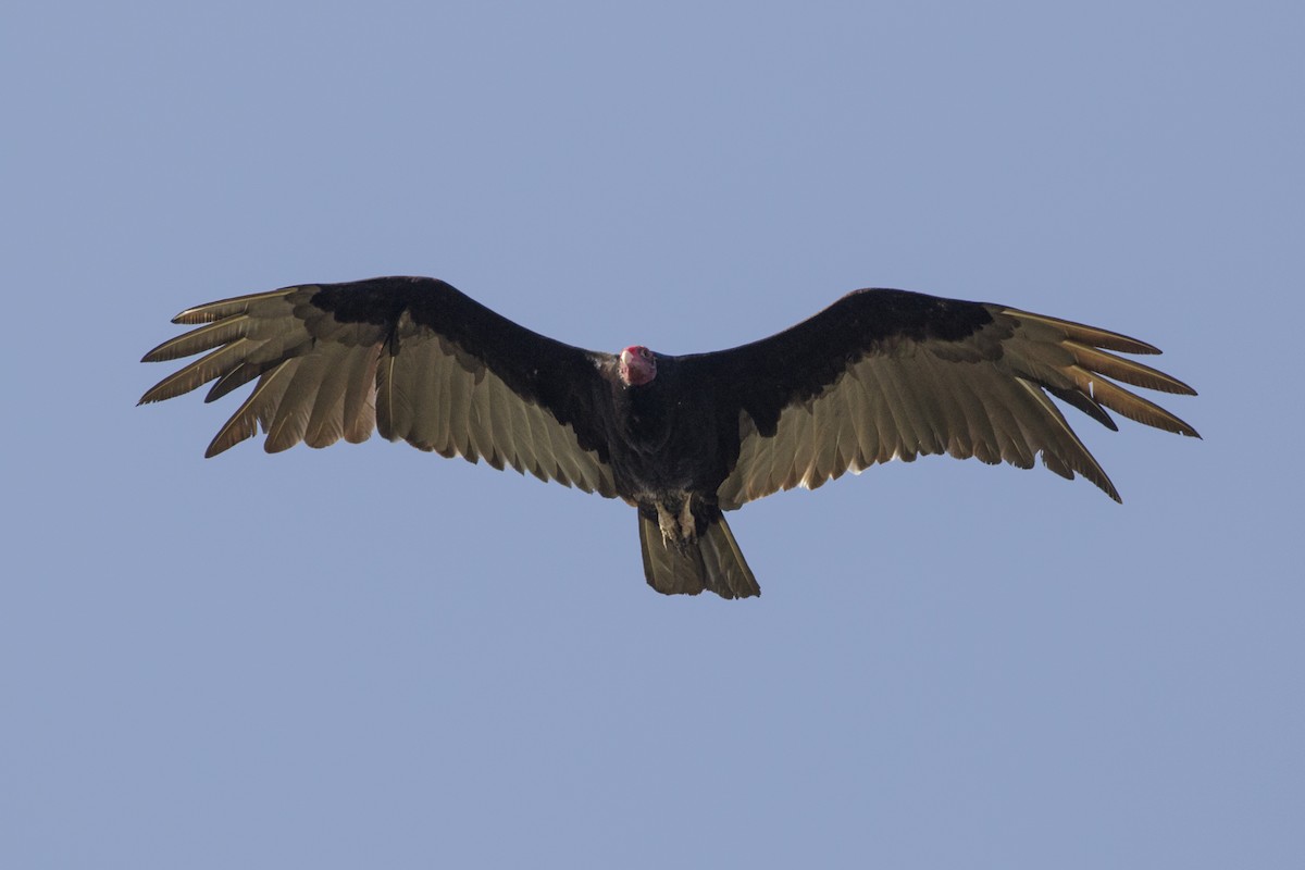 Turkey Vulture - ML185273431