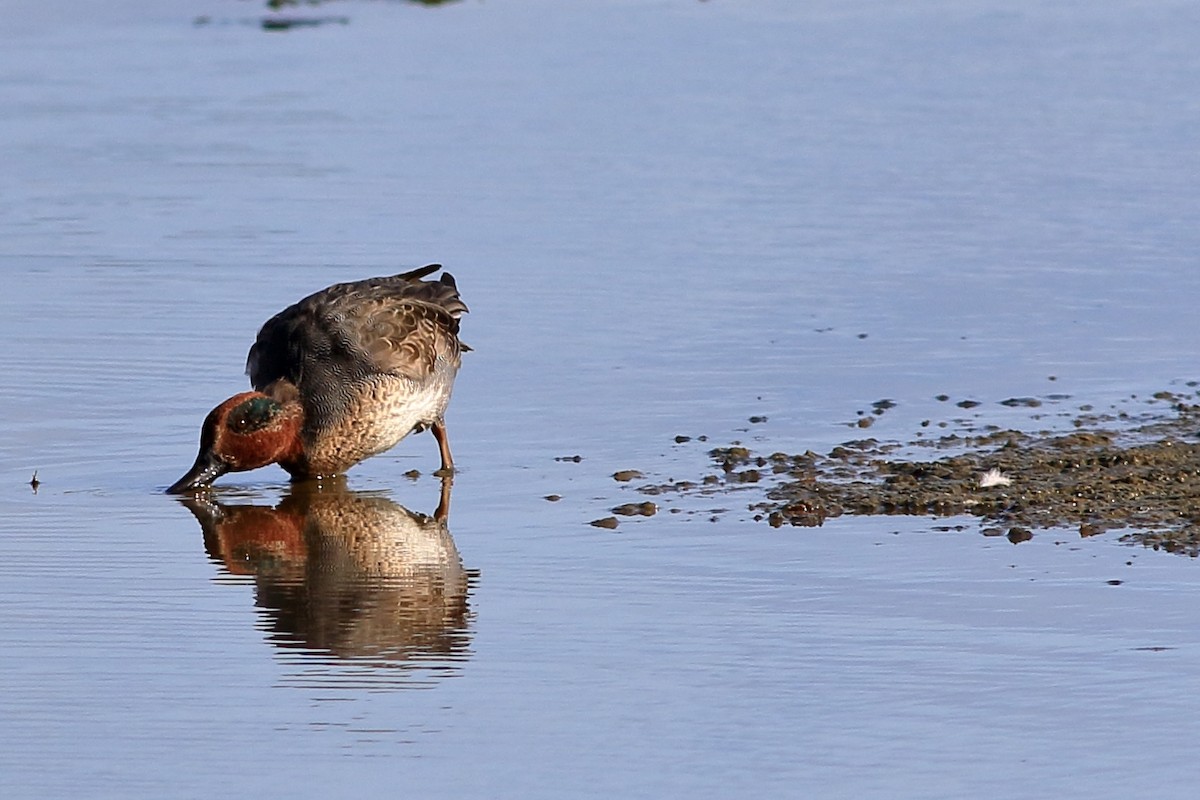 Green-winged Teal - ML185273501