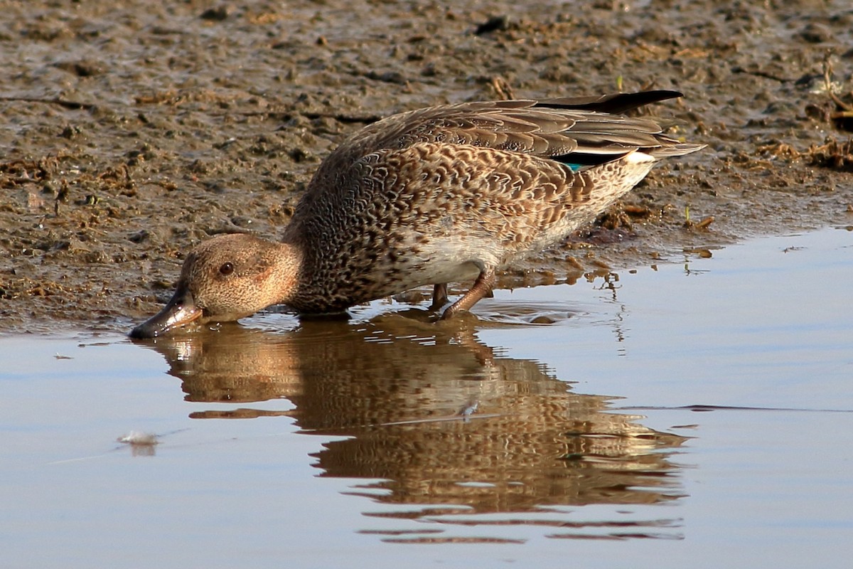 Green-winged Teal - ML185273511