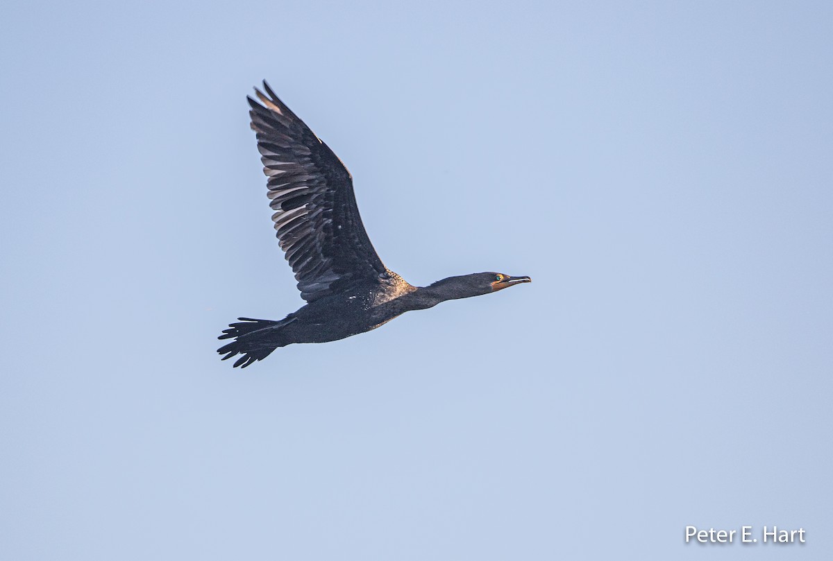 Double-crested Cormorant - Peter Hart